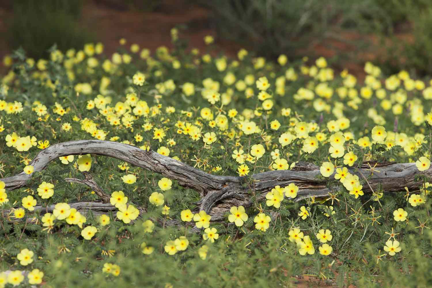 Tribulus terrestris: funciona mesmo? Evidências e usos