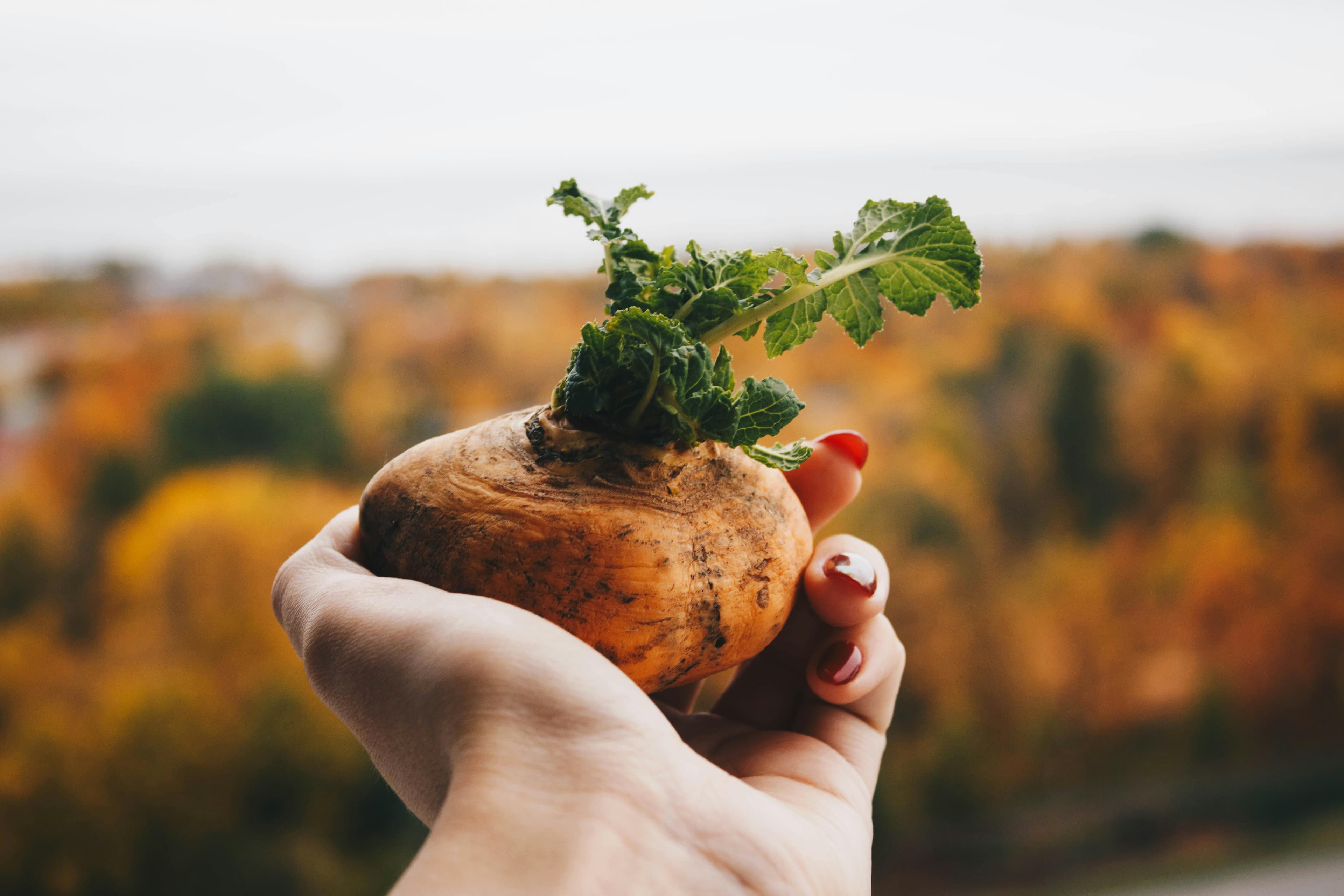Maca e fertilidade: o que a ciência já indica